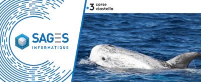 Environnement : une mission pour protéger les dauphins en Corse